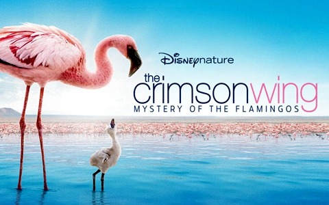 迪士尼纪录片《红色翅膀：火烈鸟故事 The Crimson Wing: Mystery of the Flamingos》全1集 英语中英双字 1080P/MKV/6.55G 百度云网盘下载-幼教库