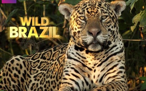 BBC自然地理纪录片《野性巴西 Wild Brazil》全3集 英语版 1080P/MKV/8.27G 百度云网盘下载-幼教库