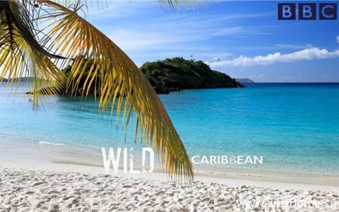 BBC探索发现纪录片《野性加勒比 Wild Caribbean》全4集 英语版 720P/MKV/4.26G 百度云网盘下载-幼教库