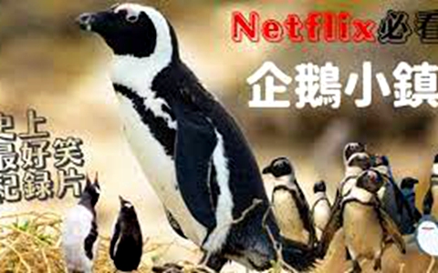 英语纪录片《企鹅小镇 Penguin Town》全8集 国语中英双字 1080P/MP4/7.20G 动画片企鹅小镇全集下载